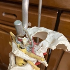  全国配送　脊柱骨盤股関節   人体模型   大腿骨付   実物大の画像