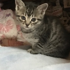 募集終了致します。