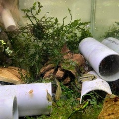カカトゥオイデス　ブリード個体の画像
