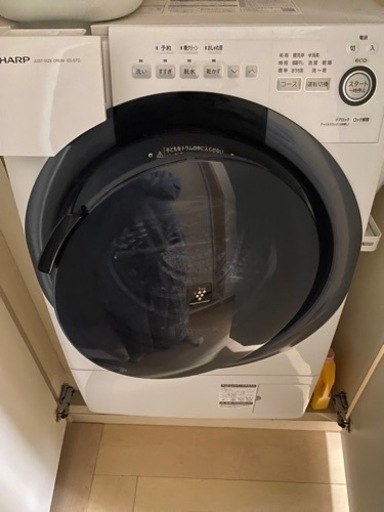 家電 生活家電 洗濯機