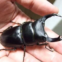 三重県産オオクワガタ F1 ♂72ミリ ♀47.4ミリ ペアの画像