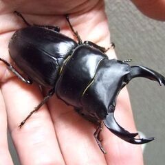 三重県産オオクワガタ F1 ♂72ミリ ♀47.4ミリ ペアの画像