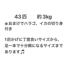 【シガヤー 3kg】【1kg 2,300円】ハラゴやイカの切り身のおまけ付きの画像