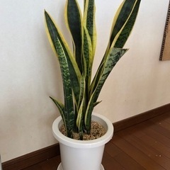 観葉植物　サンスベリア