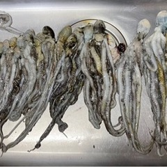 【シガヤー 3kg】【1kg 2,300円】ハラゴやイカの切り身のおまけ付きの画像