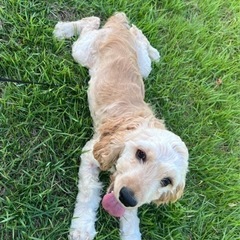 アメリカンコッカースパニエルの男の子です。 - 犬