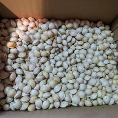 【新物‼️2025年11月収穫分‼️】ぎんなん　銀杏　100ｇあたり100円　多めにサービスします　全国配送可　農薬不使用　無農薬　天然　岩手県産　花巻産　おつまみ　おいしい　茶碗蒸し　量り売り　ヤミツキ　やみつき　つまみ　酒のお供に　居酒屋　飲み屋　うまい　いちょう　晩酌　大粒　保存食　完熟　山の幸　無漂白　殻付き　手洗い　天日干し　天ぷら　炊き込みご飯　おこわ　ギンナン　イチョウの画像