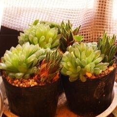多肉植物　ハオルチア