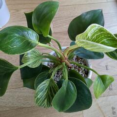 観葉植物　バーキン　3号鉢