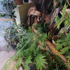 Selected plantsの画像