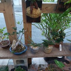 Selected plantsの画像