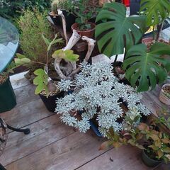 Selected plantsの画像