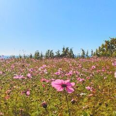 四国のみち