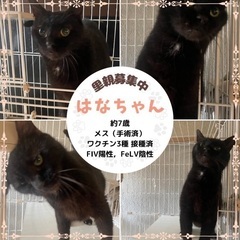 黒猫ちゃん/里親募集！名古屋譲渡会参加中☆