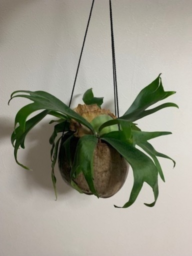 ヤシの実　コウモリラン