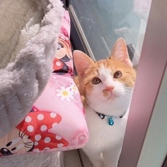兄妹の猫ちゃん