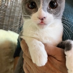 グレーのハチワレちゃん　★トライアル待ちです★