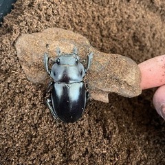 アルケスツヤクワガタ　幼虫3頭