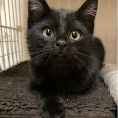 【里親様決まりました】黒猫♂2ヶ月【兄弟います】オレオ