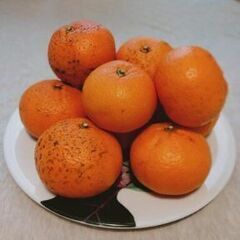【訳あり】夏みかん？10個以上あります
