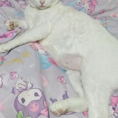 迷い猫　逃げてしまいました　 - 教えて