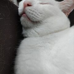 迷い猫　逃げてしまいました　 − 愛知県