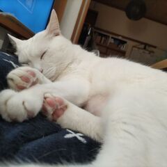 迷い猫　逃げてしまいました　 - 助け合い