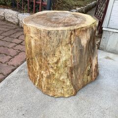 杉切り株
