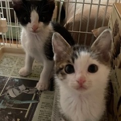 顔はミケ？身体は白キジのオス❤️ハチワレは甘えん坊ちゃんの兄弟