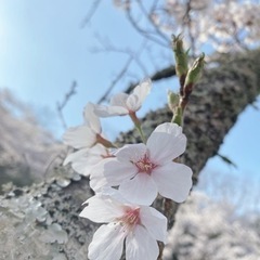⚫︎ - 橋本市