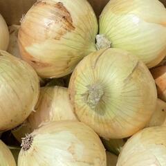 鳥栖産玉ねぎ「甘玉」