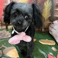 横浜市　トリマー募集！！好きを仕事にしたい方！！※未経験積極採用！の画像