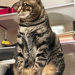 育ての親を募集
