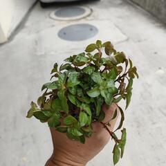 【水槽関連】ルドウィジアMIX　パート2の画像