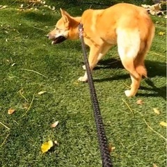 岡山市保健所☆どうか助けてもらえないでしょうか... - 犬