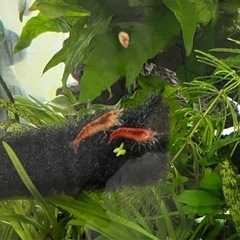 赤系、オレンジ系のミナミヌマエビ　若エビと水草2種