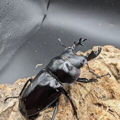 配送可能　ヤエヤママルバネクワガタ　トリオの画像