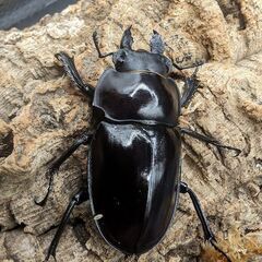 配送可能　ヤエヤママルバネクワガタ　トリオの画像