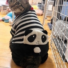 里親募集中