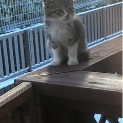 【子猫の里親募集】 - 登米市