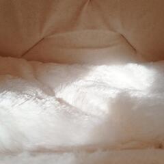 犬猫用ハウスの画像