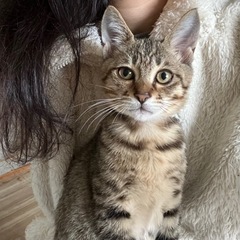 [決定]生後３か月、甘えたっ子のケン雉トラ♂🛩️