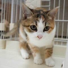 パステル三毛の子猫 - 堺市