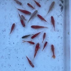 金魚メダカイベント - 大和市