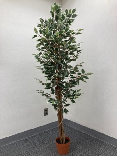 フィカス フェイクグリーン160cm