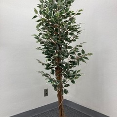 フィカス フェイクグリーン160cm