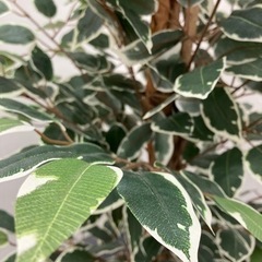 フィカス フェイクグリーン160cmの画像