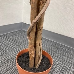 フィカス フェイクグリーン160cmの画像