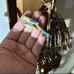 貝殻 オーナメント 壁飾り 小鳥小屋 シェル風鈴 オブジェ アジアン雑貨の画像
