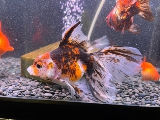 決定済みです。12/23引取限定！！900水槽　金魚セット